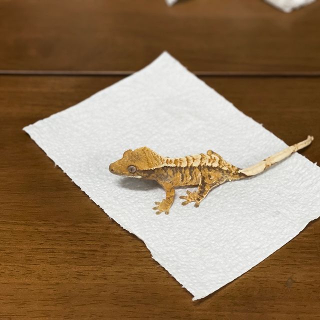 텐저린 트라이 익스트림할리퀸