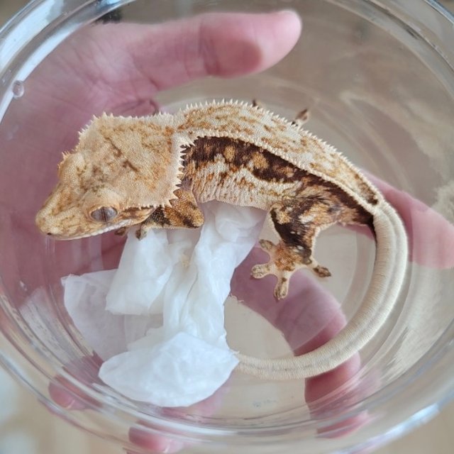 노멀 풀핀 트라이