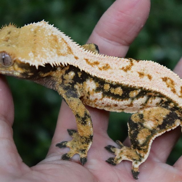 Tri Quad Tangerine White Crown