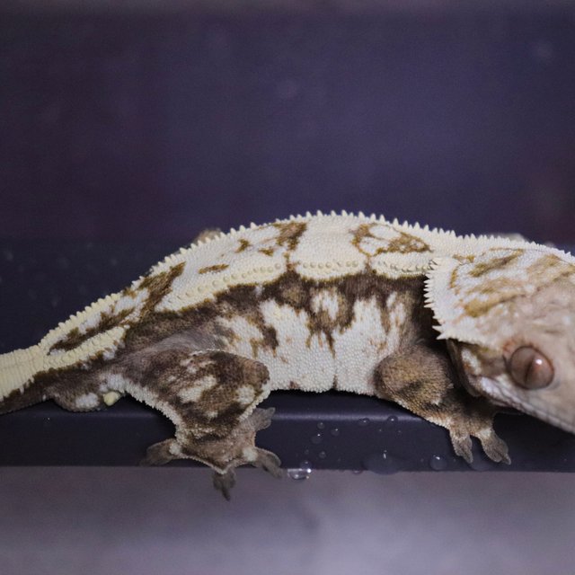 화이트핀 트라이 세이블