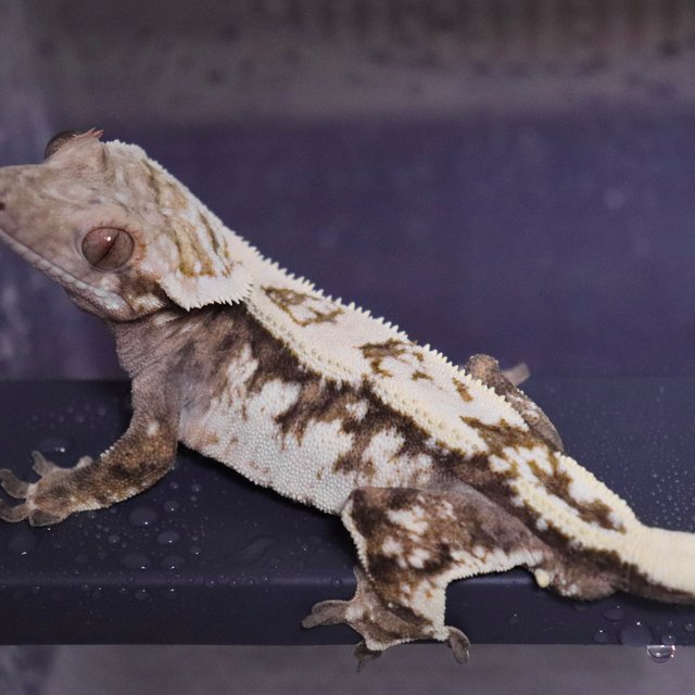 화이트크라운 화이트핀 트라이 세이블