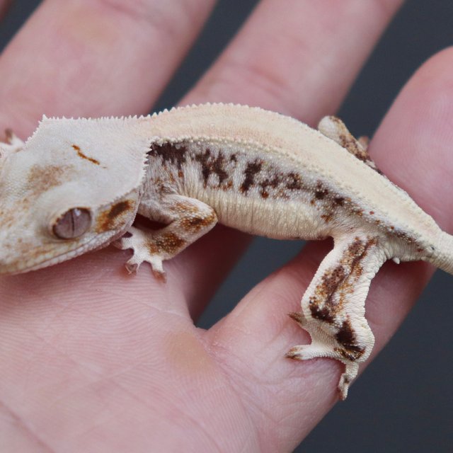 Solid Back Lilly White