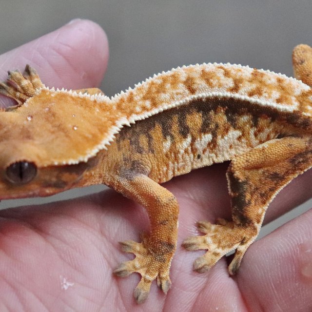 Quad Tri White Pin Tangerine