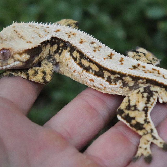 Tri Tangerine Full Pinstripe Quad