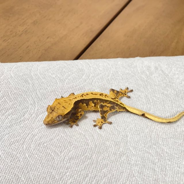 트라이 핀스트라이프 레이지