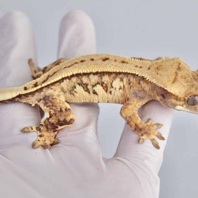 텐저린 슈퍼스트라이프 풀핀 화이트스팟 트라이