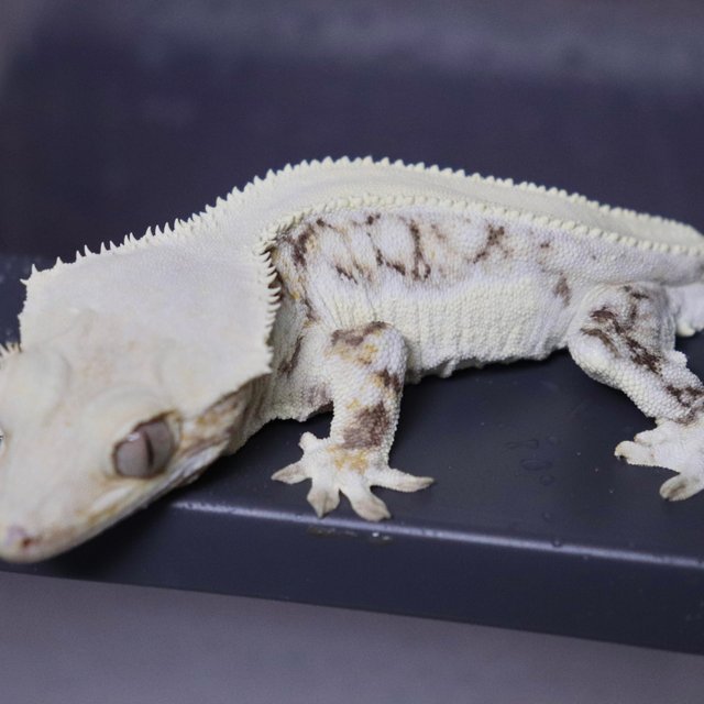 Solid Back Lilly White