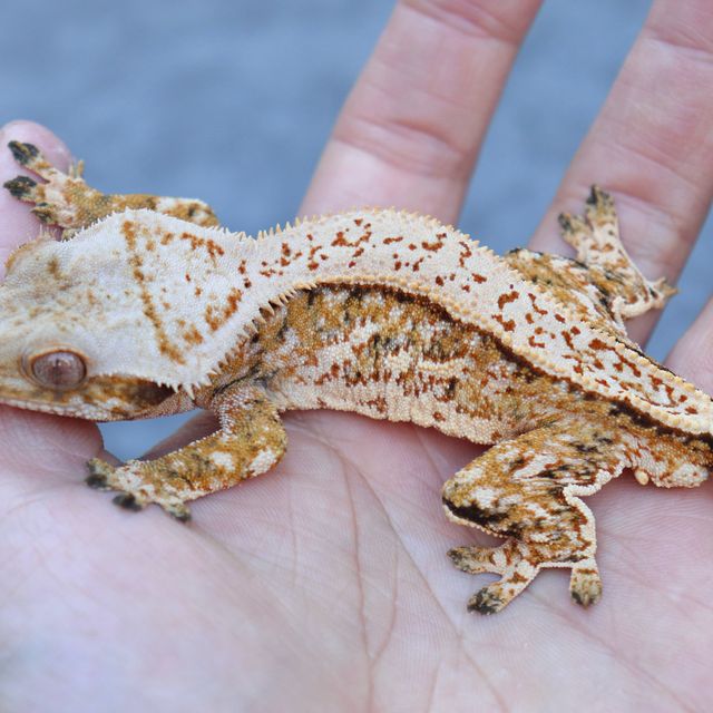 에밀리 텐저린 풀핀 화이트스팟 트라이