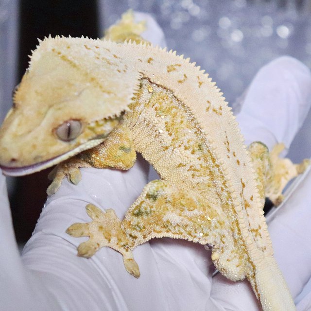 드리피 화이트스팟 풀핀 쿼드 트라이