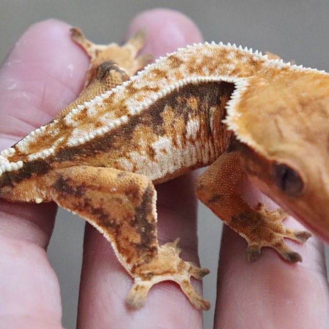 Quad Tri White Pin Tangerine