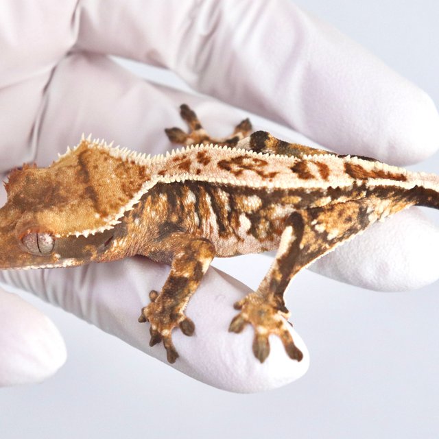 텐저린 드리피 화이트스팟 트라이