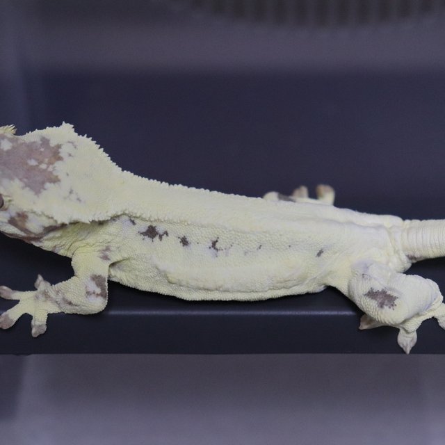 솔리드백 프라푸치노