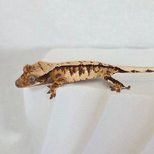 트라이