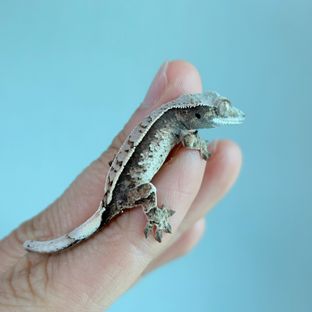 세이블