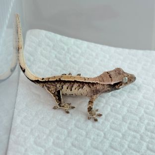 트라이