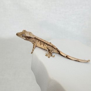 트라이