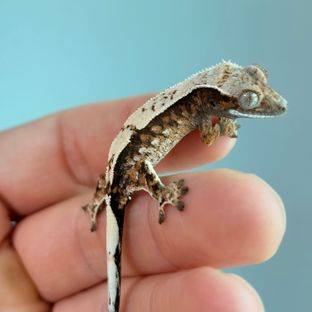 세이블