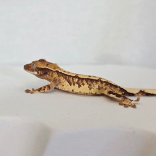 트라이