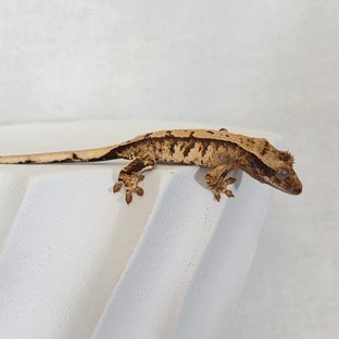 트라이