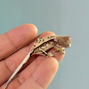 세이블