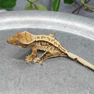 트라이