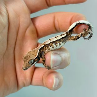 세이블
