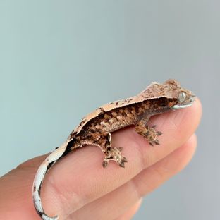 세이블