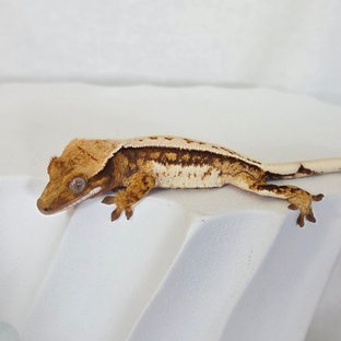 트라이