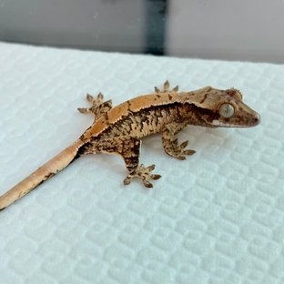 트라이