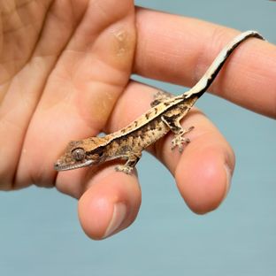 세이블