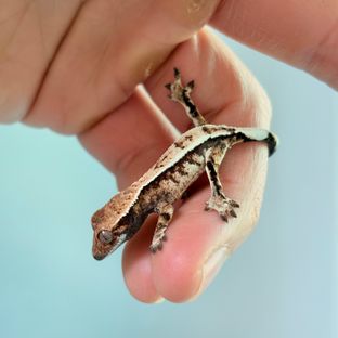 세이블