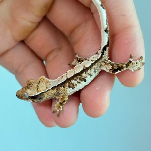 트라이