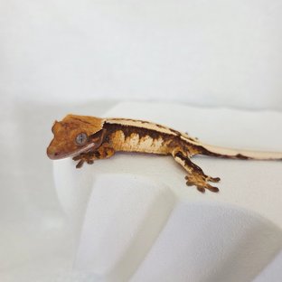 트라이