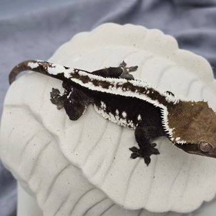 Axanthic