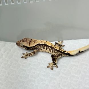 트라이
