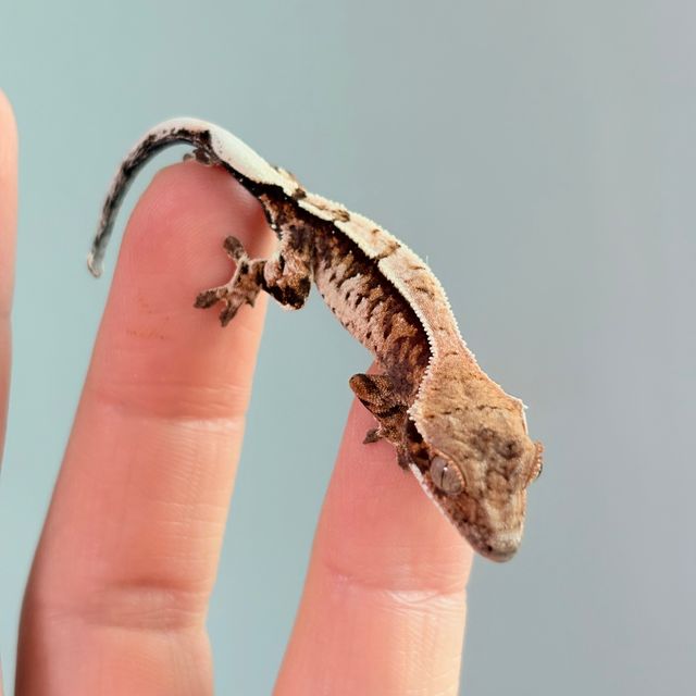 세이블