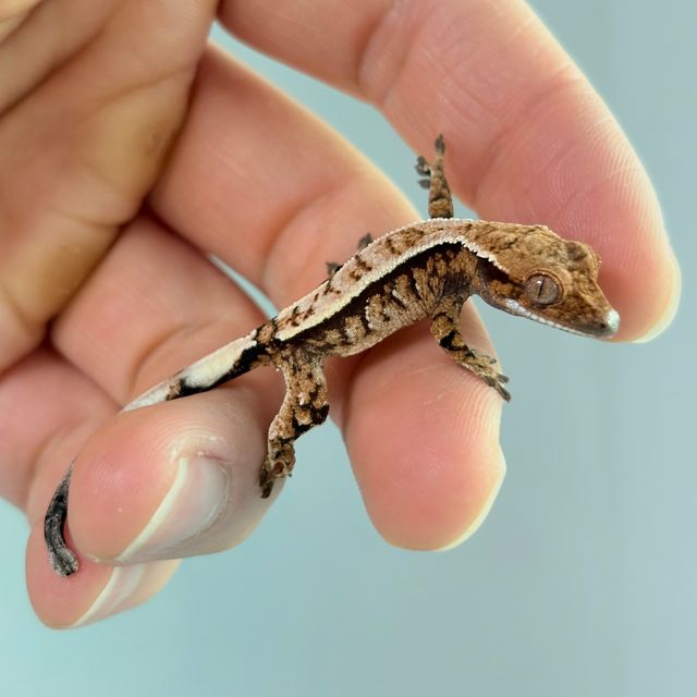 세이블