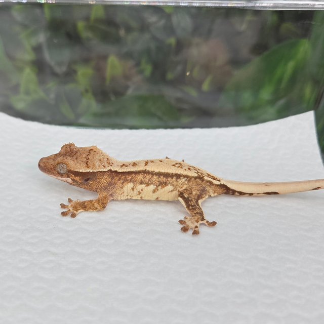 노멀 풀핀 트라이