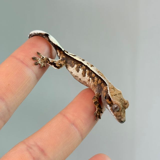 세이블