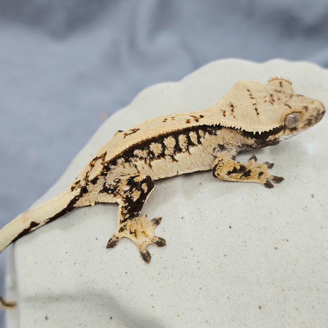 100% Het Axanthic