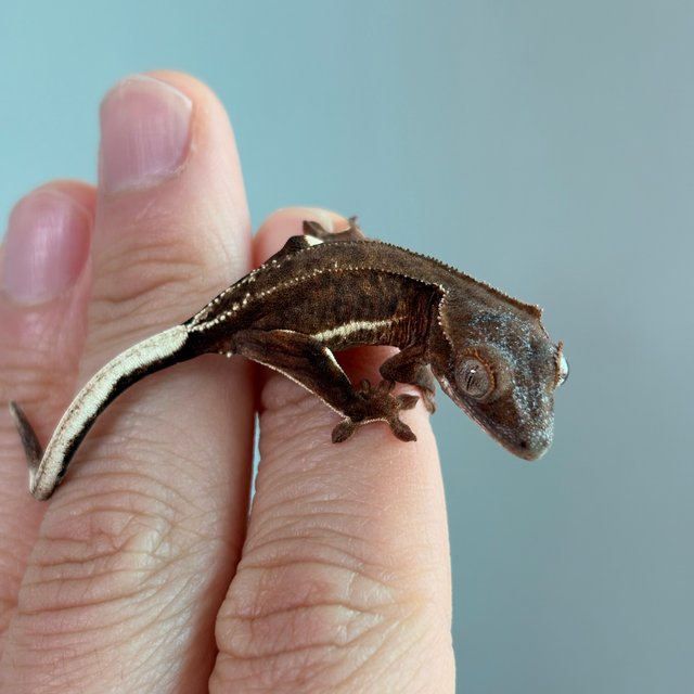 챠콜 팬텀 릴리화이트