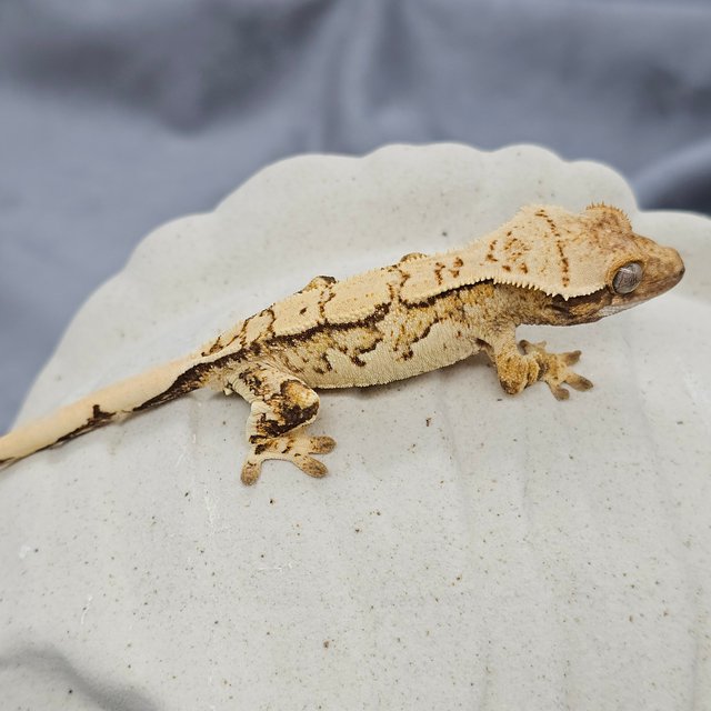 Tri