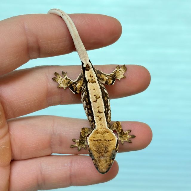 트라이