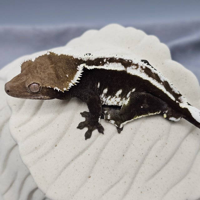 Axanthic