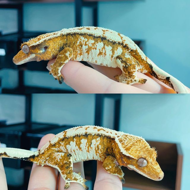 카와 트라이