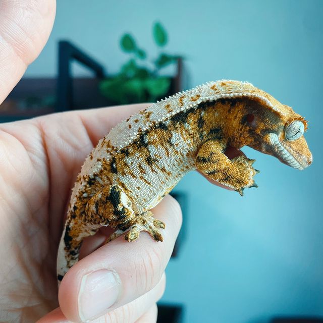 트라이