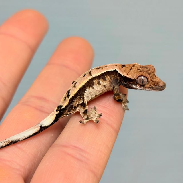 세이블
