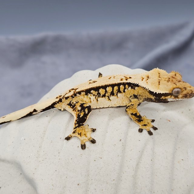 100% Het Axanthic
