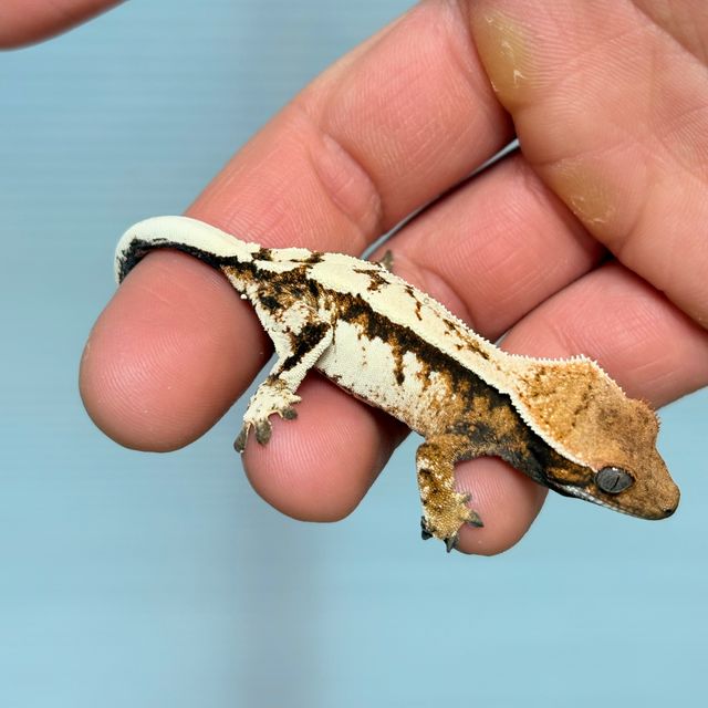 세이블