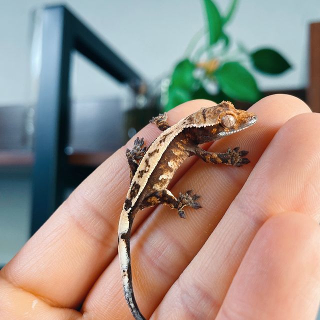 세이블